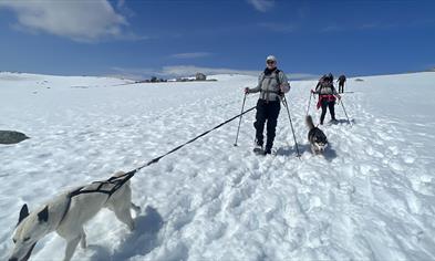 Halvdags hundekjøring på Folgefonna isbre