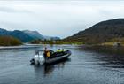 Fjordsafari med RIB-båt på Hardangerfjorden fra Rosendal