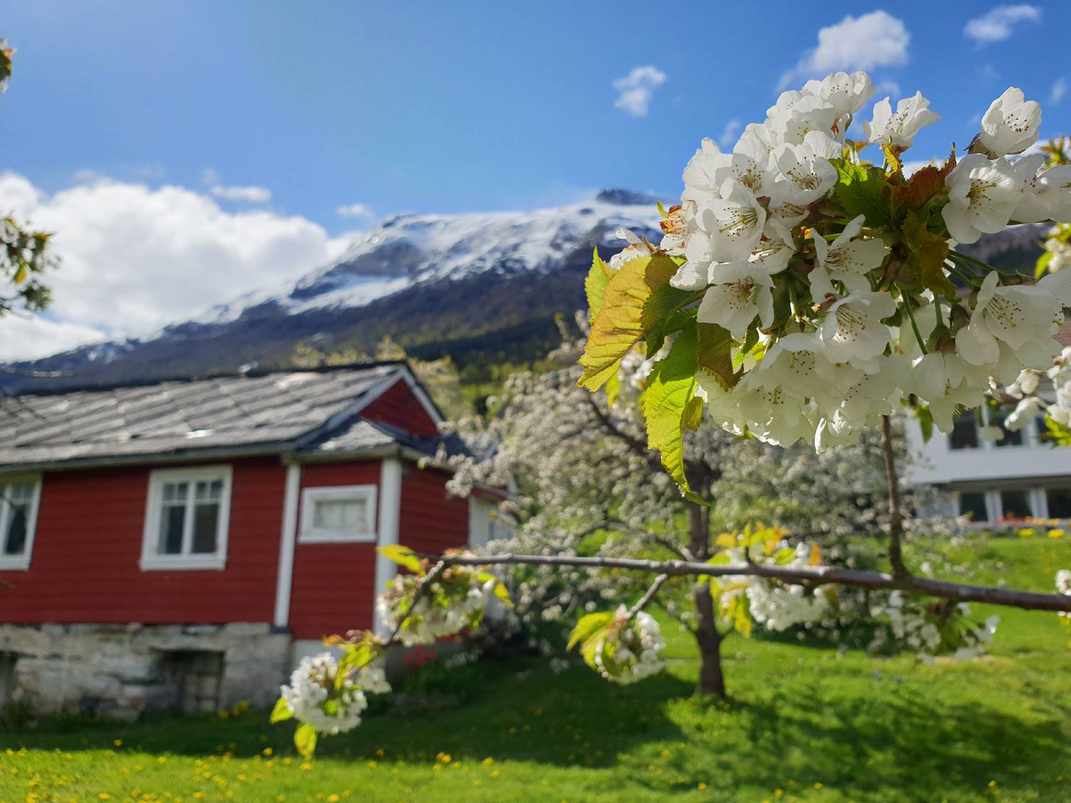 Derfor er eplejuicen fra Hardanger så spesiell