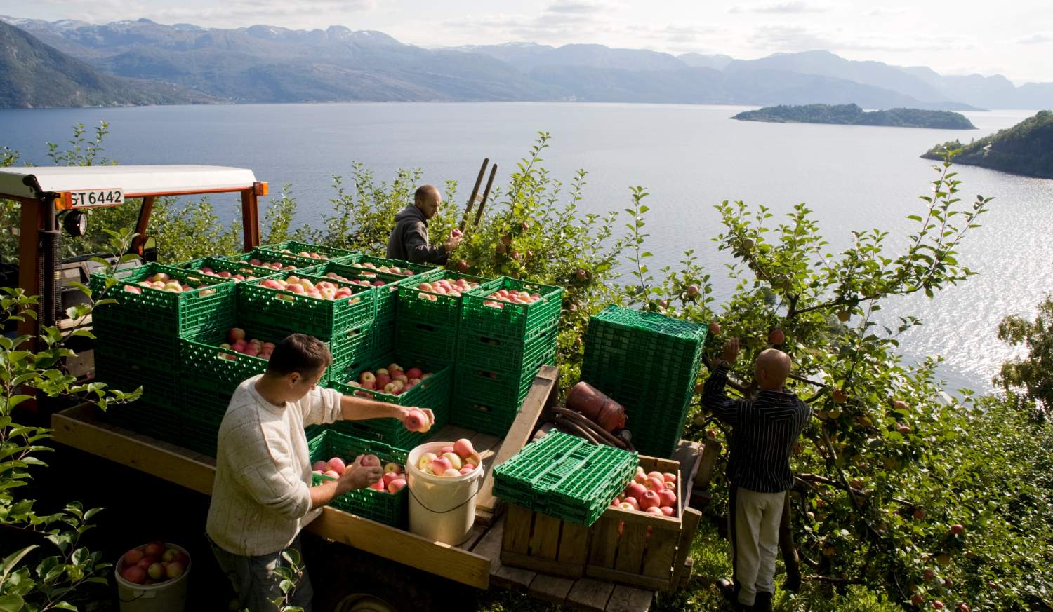 Hardangerfjorden - epleproduksjon