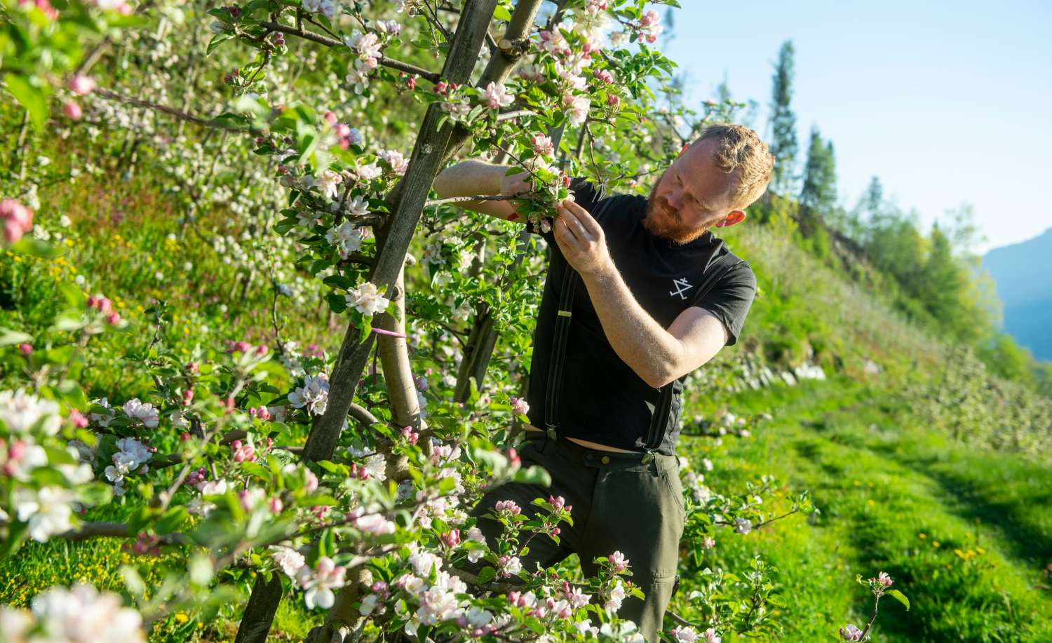 Norske epler fra Hardanger - blomstring