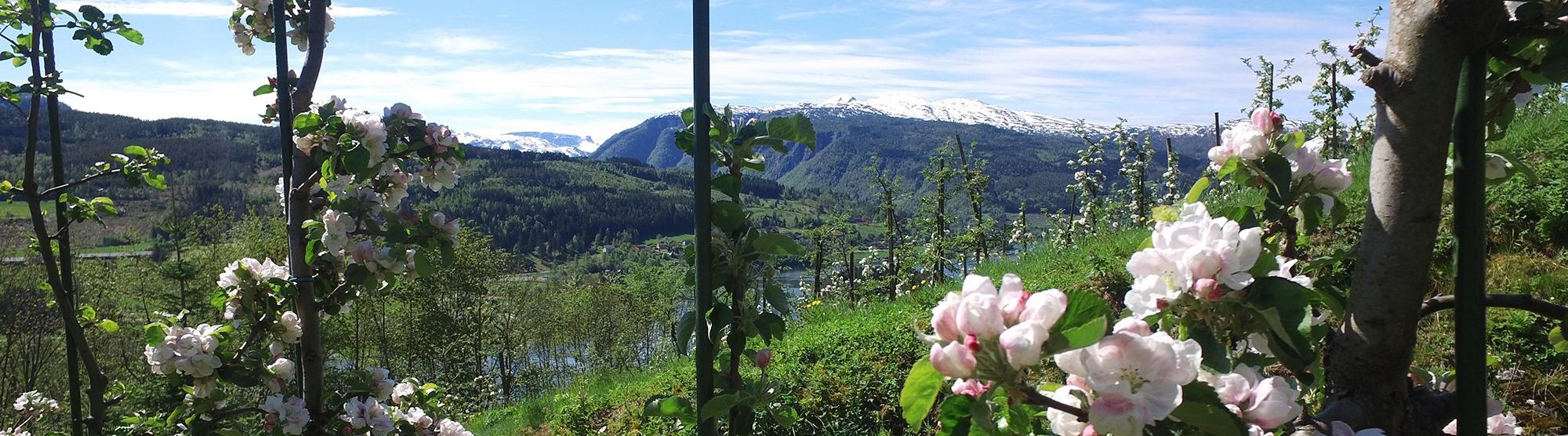 Epleblomstring i Hardanger