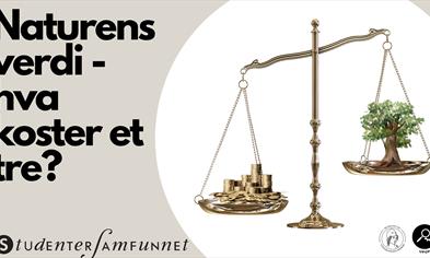 Naturens verdi - hva koster et tre?