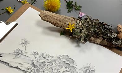 Botanisk teiknekurs