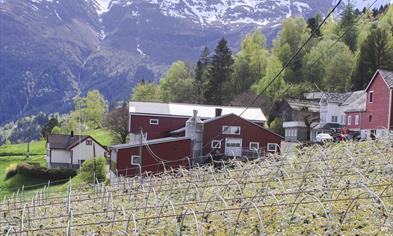 Guided cider tour along the Hardangerfjord 