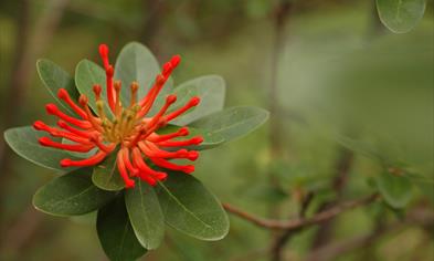Chileildbusk, Embothrium coccineum fra Chile vokser i Vasshaugen
