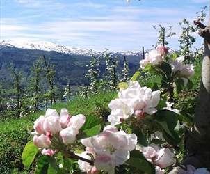 Blomstring i Hardanger|