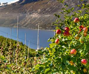 Innhøsting epler|