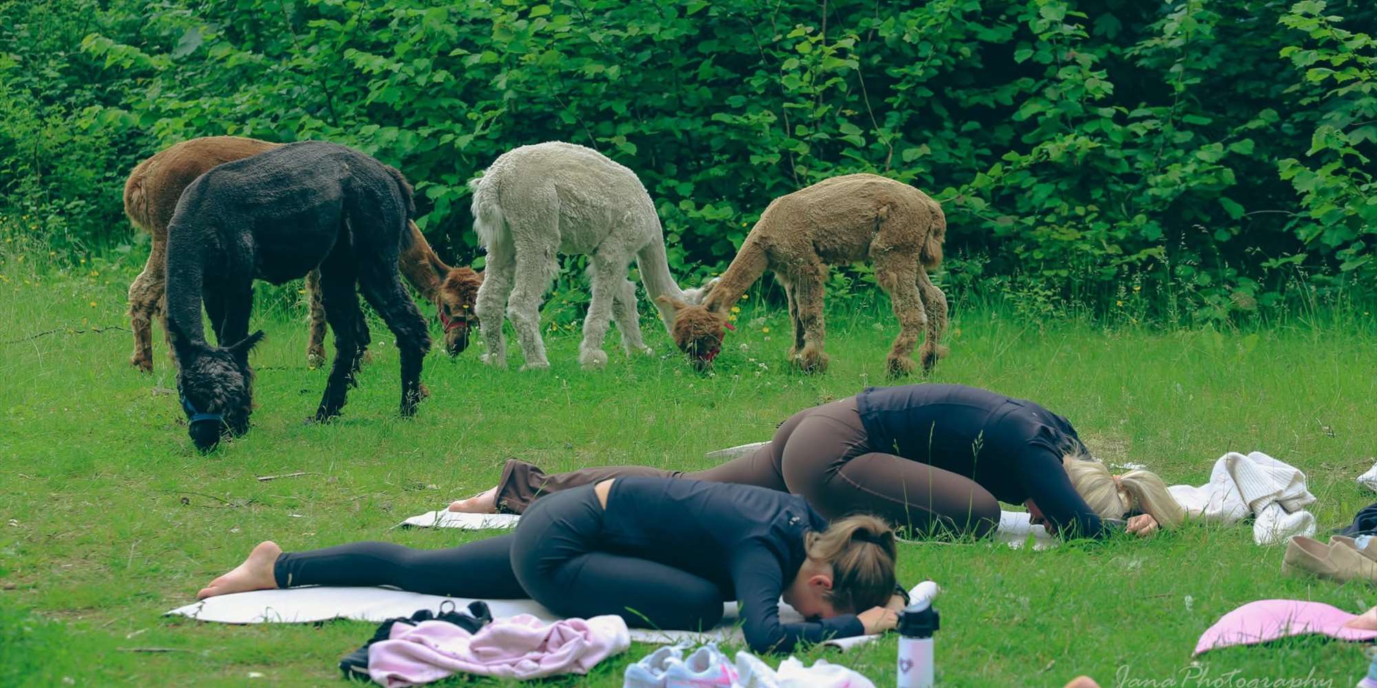 Alpakkayoga