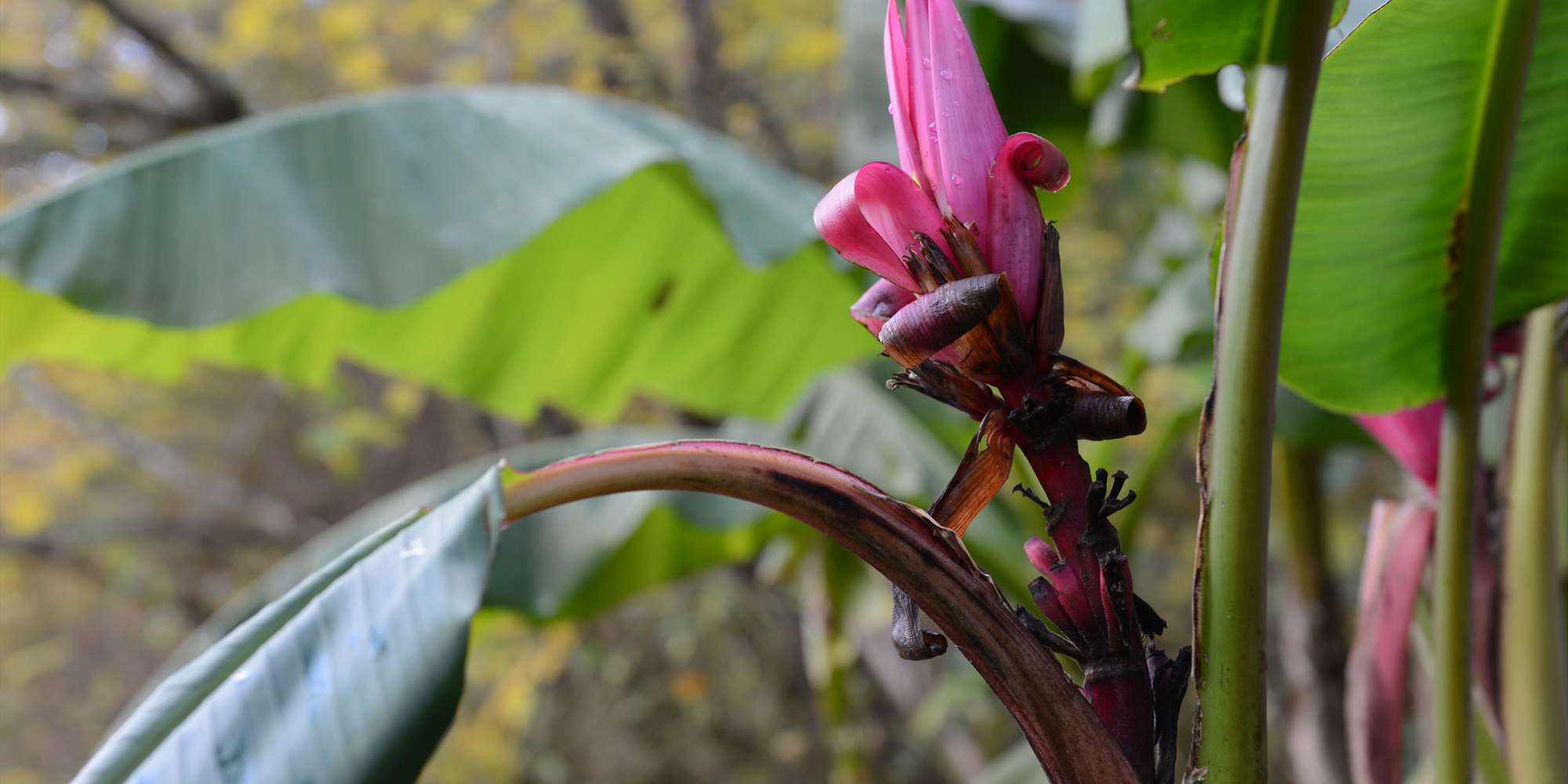 Rosa banan vokser ute på Milde