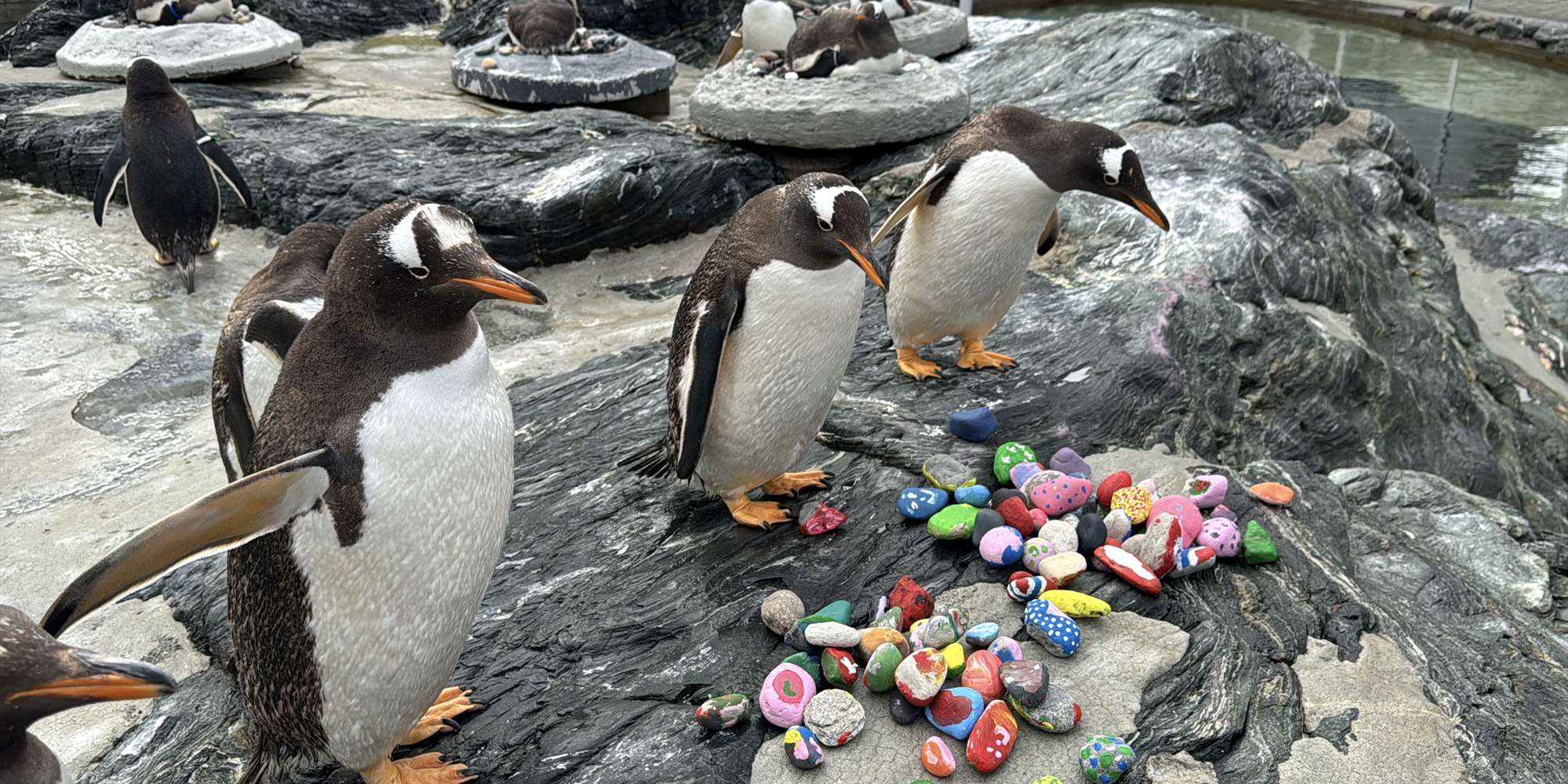 Pingviner og steiner