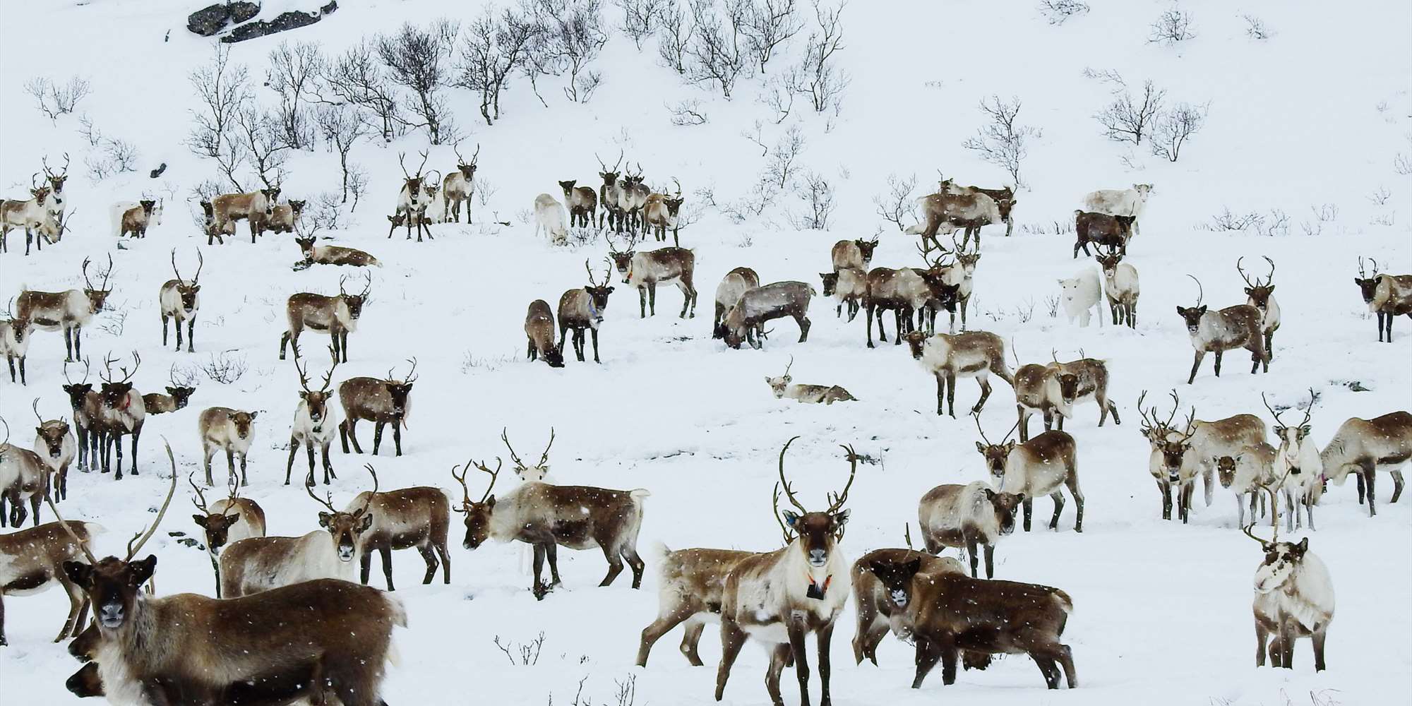 Urfolk og utbygging - gammel konflikt i ny drakt