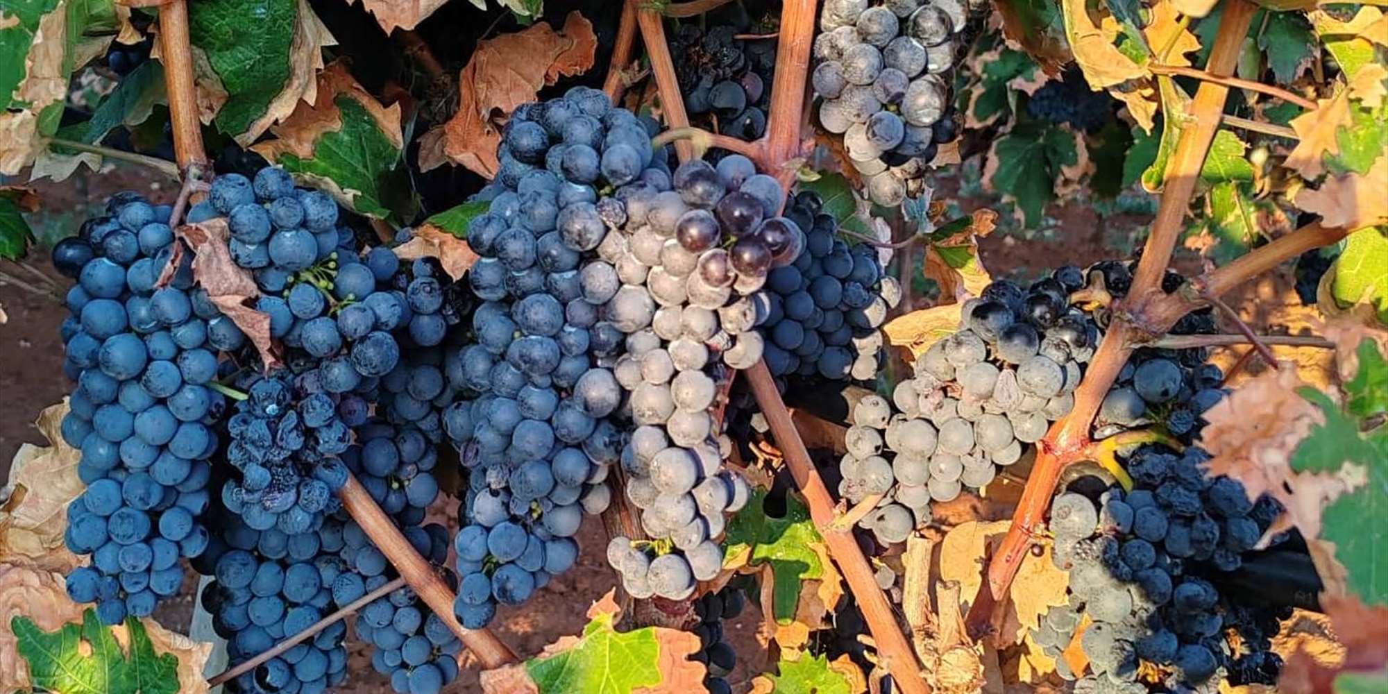 Vinsmaking. Viner fra Puglia, Italia