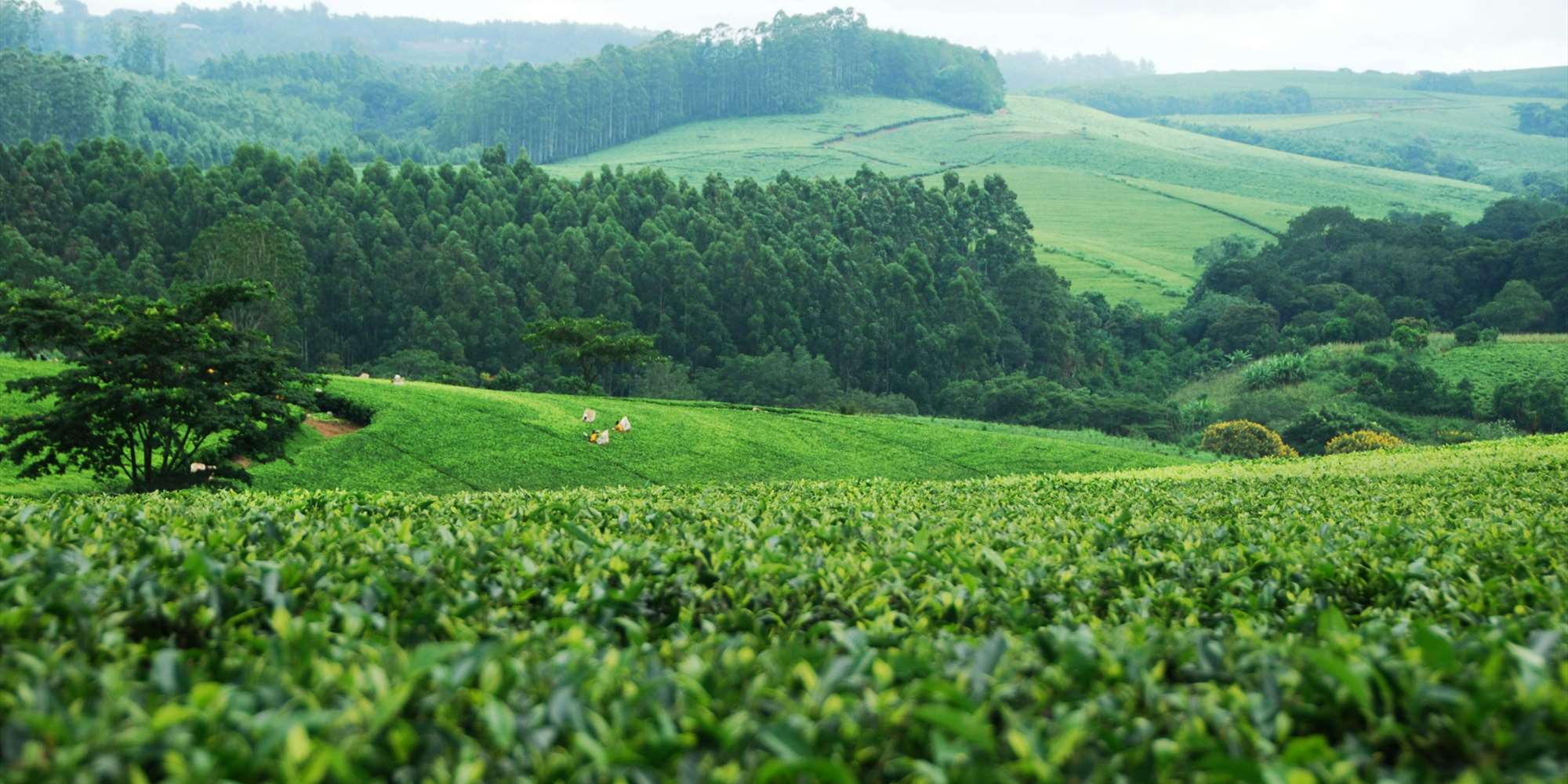 The blame and the burden