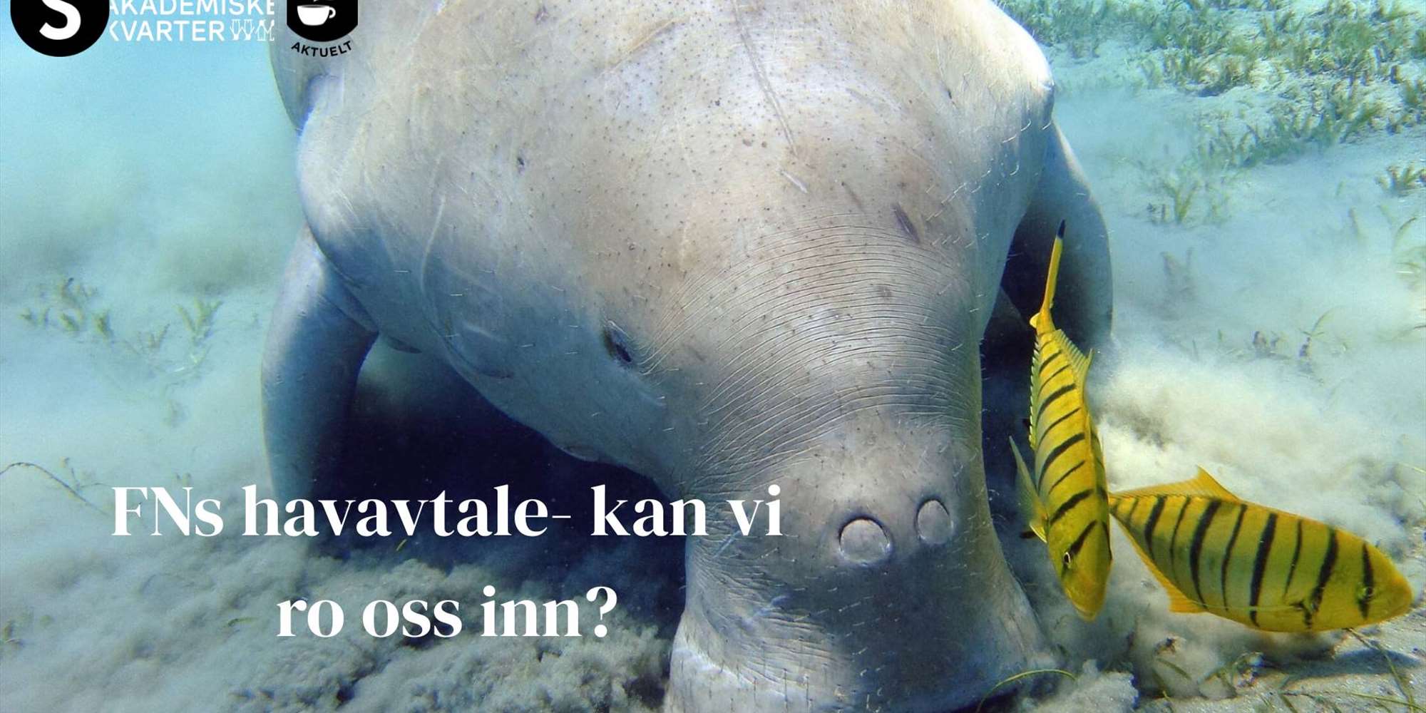 FNs havavtale- kan vi ro oss inn?