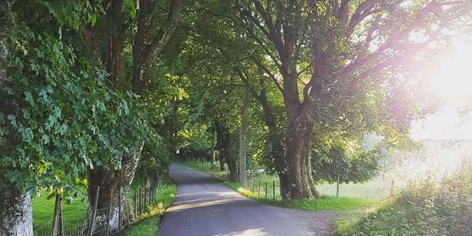 Vegen Heim