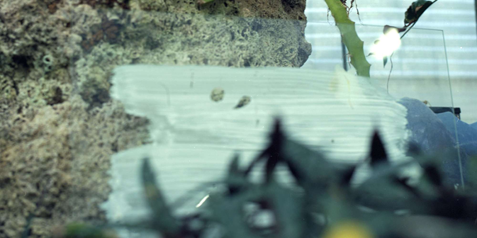 Vilde Salhus Røed & Klara Sofie Ludvigsen 'Til Lucia'