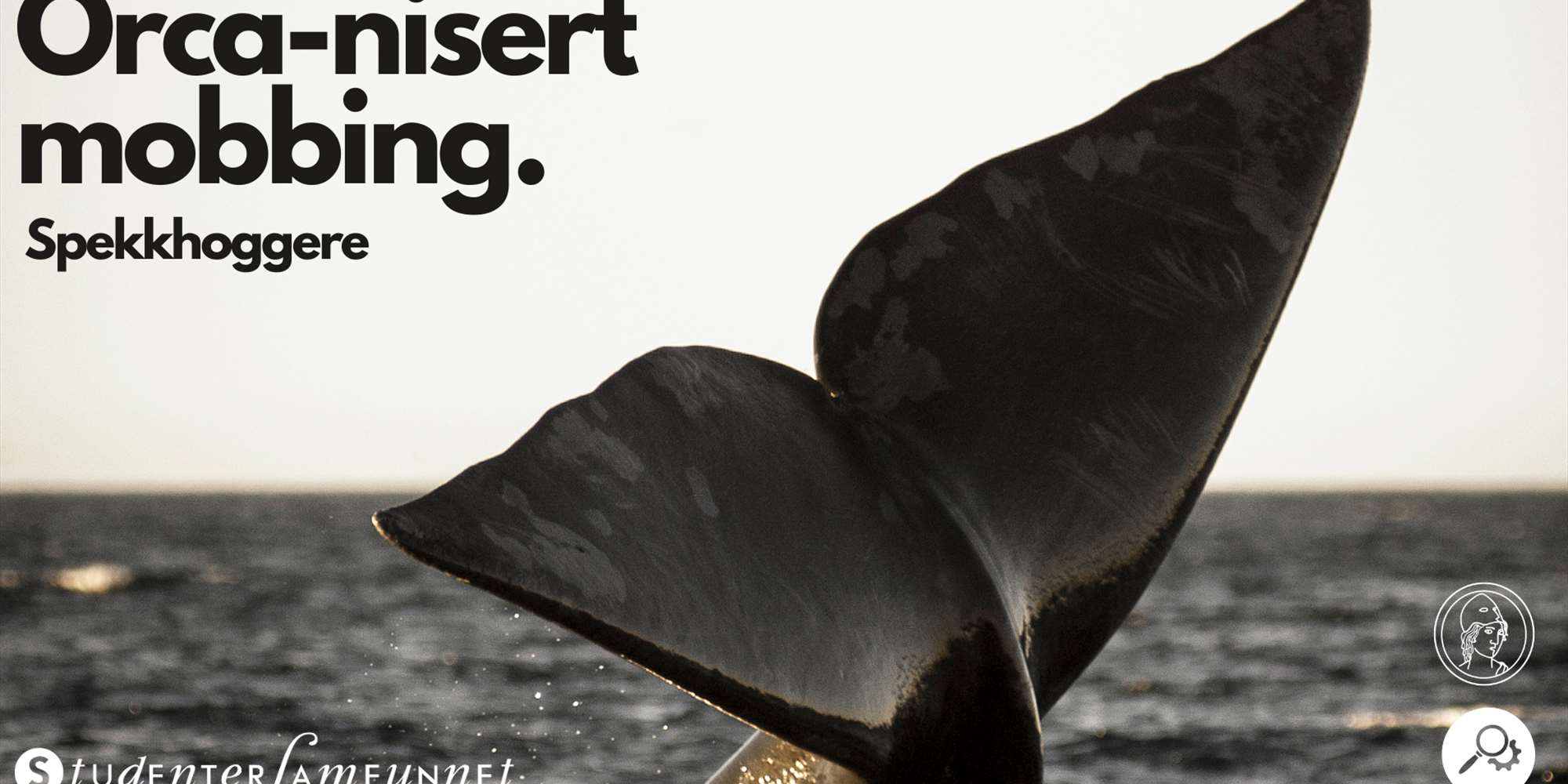 Spekkhoggere: Orca-nisert mobbing