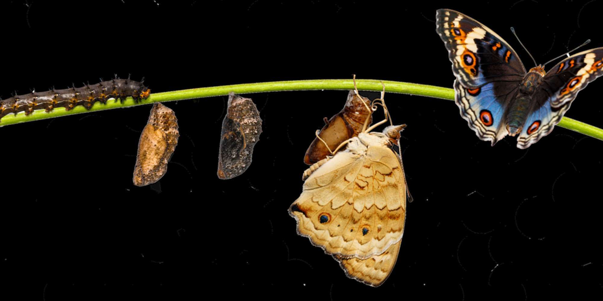 Svik, sommerfugler og stoffskifte