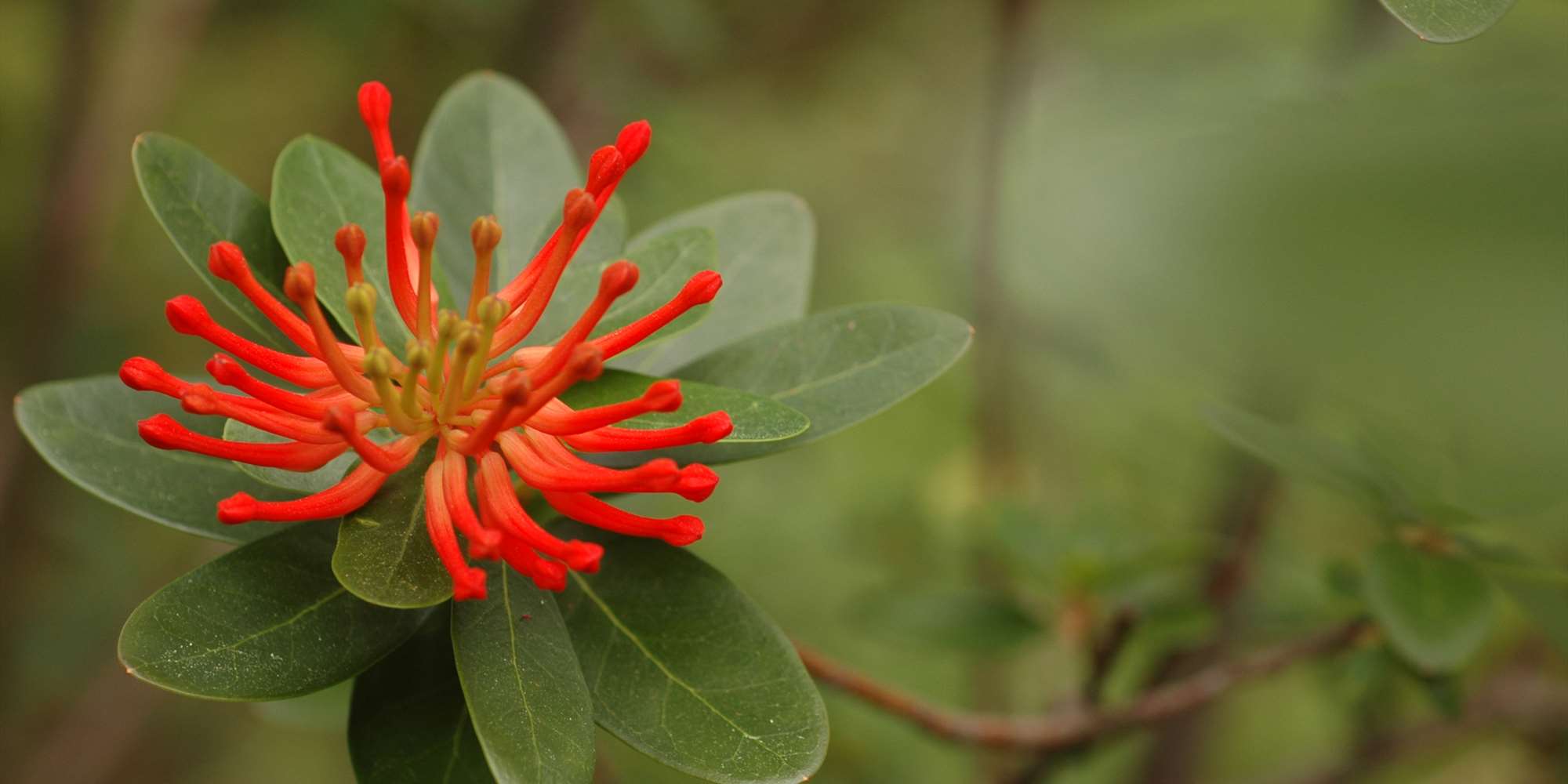 Chileildbusk, Embothrium coccineum fra Chile vokser i Vasshaugen