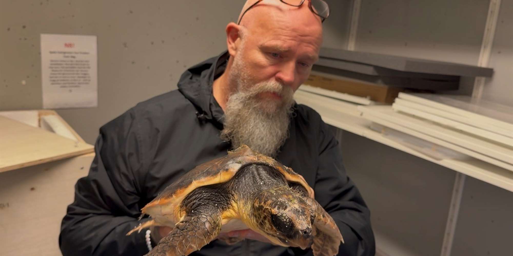 Remi og havskilpadden