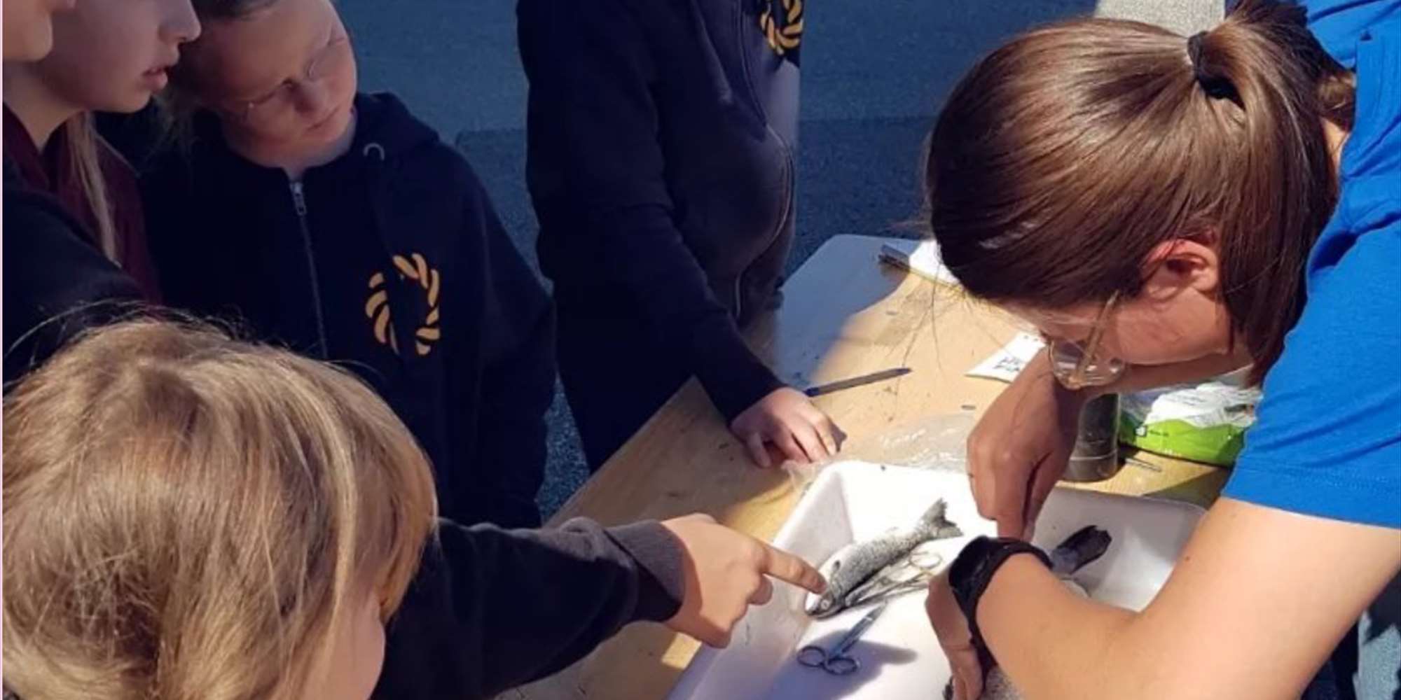 Dissekering av fisk på sommerleiren
