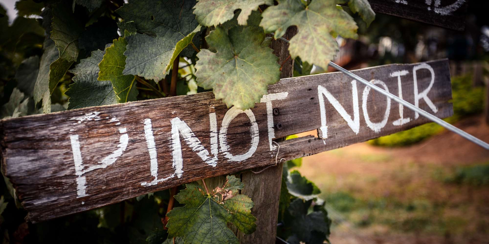 Tysk Pinot Noir