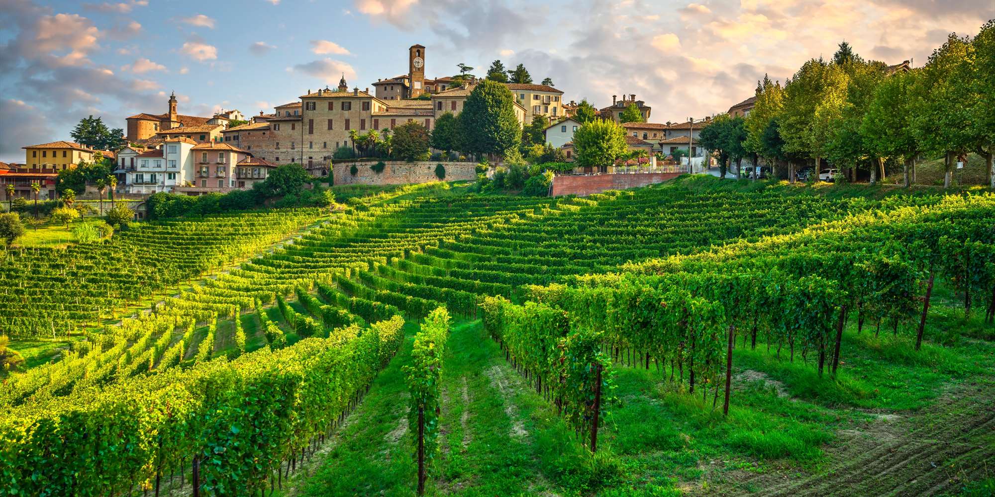Solo Nebbiolo