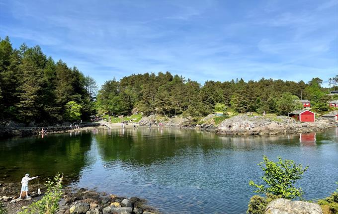Grønevika Arboretet på Milde