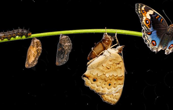 Svik, sommerfugler og stoffskifte