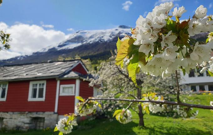 Blomstring i Hardanger