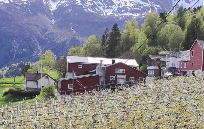 Guidet sidertur langs Hardangerfjorden