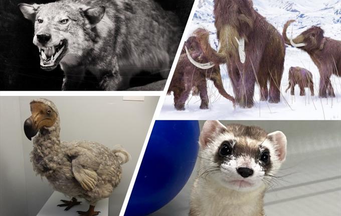 Kloning av utdødde dyr - er det mulig?