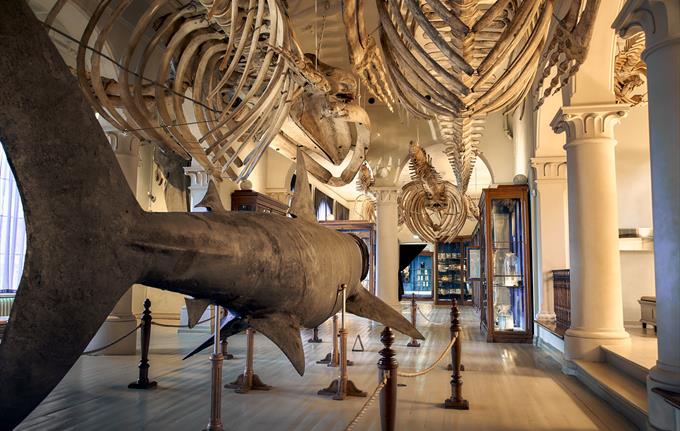 Universitetsmuseet i Bergen