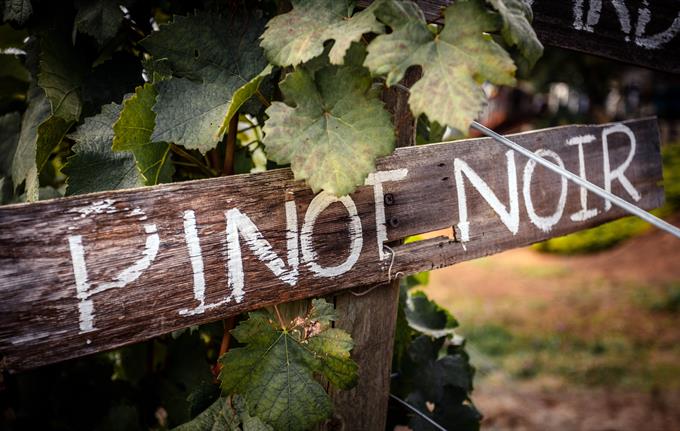Tysk Pinot Noir