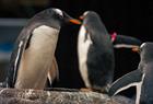 Pingviner