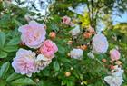 Rosariet Rosa Ghislaine de Feligonde 4