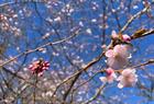 Cerasus Accolade Botanisk hage