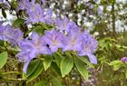 Rhododendron augustinii Arboretet