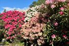 Rhododendron kultivarsamlingen Arboretet