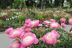 Arboretet og botaniske hage