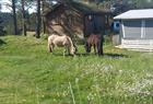 Bruvoll Camping & Hytter