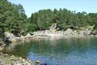 Grønevika v/ Arboretet