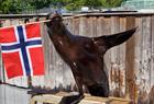 sjøløven Amy med flagg