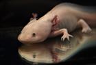 Axolotl