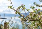 Blomstrende frukttre langs Hardangerfjorden