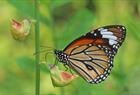 Sommerfugl/Common Tiger (Danaus Genutia Genutia).