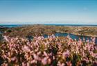 Birdbox Sotra