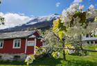Blomstring i Hardanger