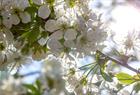 Fruktblomst